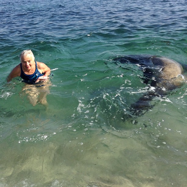 Seal swims near old lady
