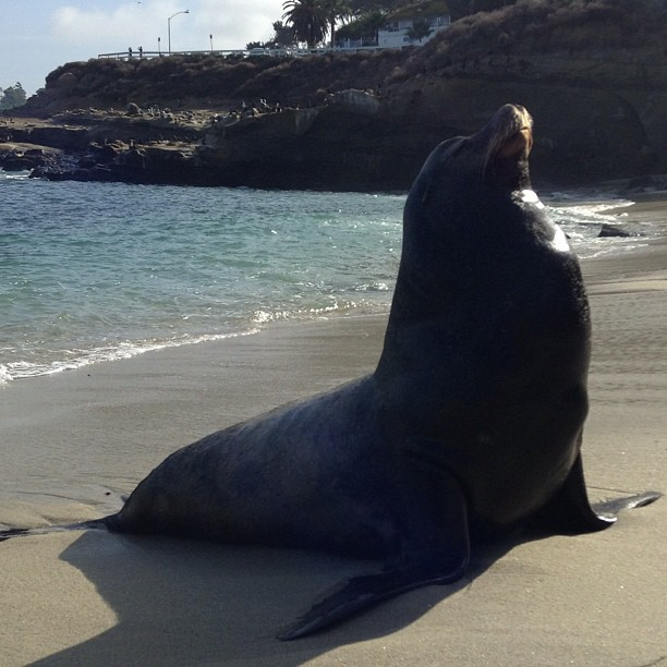 Stoic seal